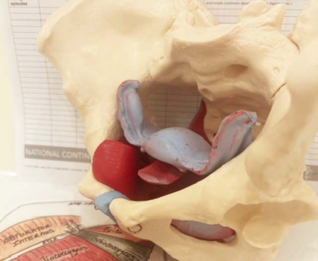Pelvic floor physiotherapy Adelaide Pelvic floor physiotherapy Adelaide